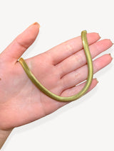 Cavigliera Snake